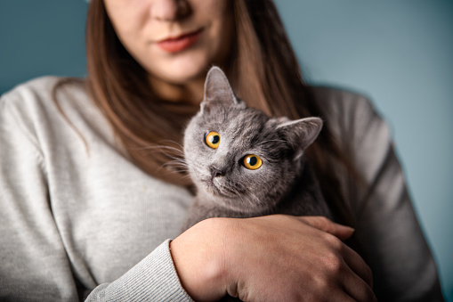 Photograph of a gray cat and its owner on a blue background.