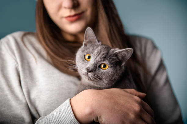 gato cinza bonito no estúdio - pets embracing one person portrait - fotografias e filmes do acervo