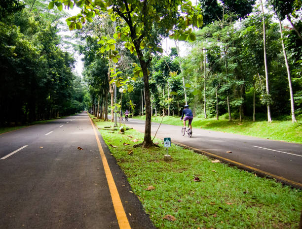 istock Two ways path of city forest street 1296784176