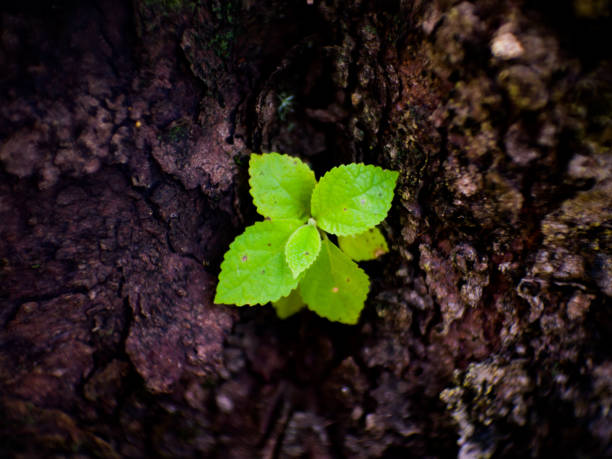 istock Green lonely plant of hope 1296784198