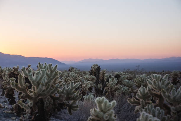 istock cholla cactus in colorful desert sunrise 1296787246