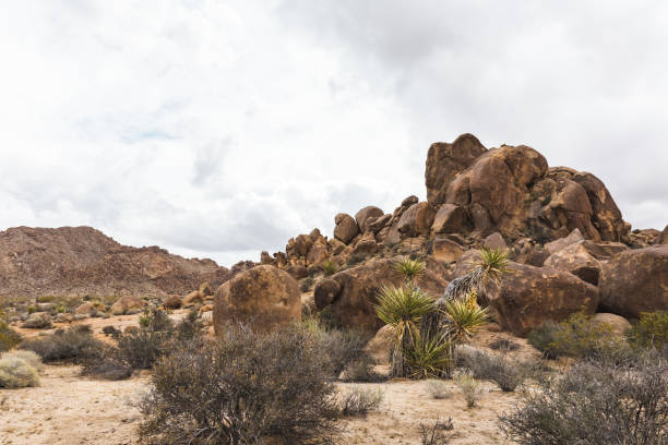 istock desert landscape in Joshua Tree National Park, California 1296787285