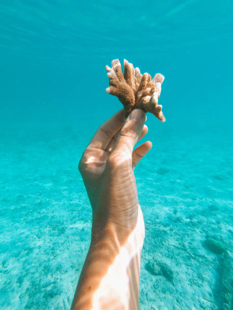 Coral underwater