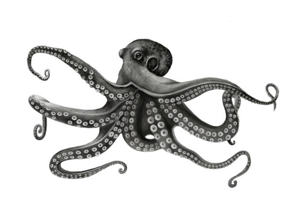 octopus - octopus tentacle isolated white stock-grafiken, -clipart, -cartoons und -symbole