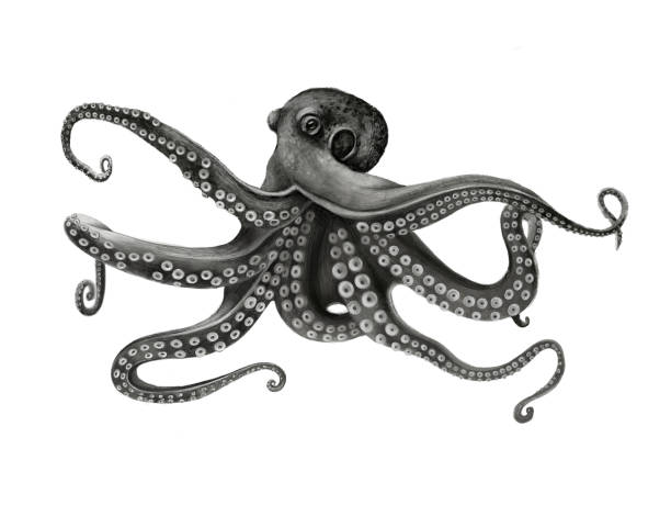 illustrations, cliparts, dessins animés et icônes de poulpe - octopus