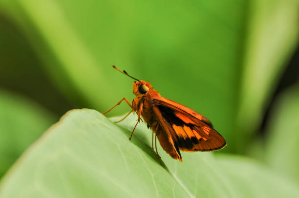 Also known as Trapezites Symmomus Rush-skipper and Splendid Ochre, perched on a leaf