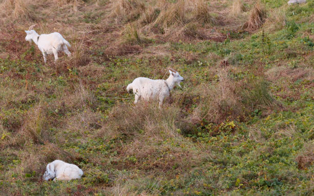 istock Three domestic goats grazing in the meadow. 1296790775