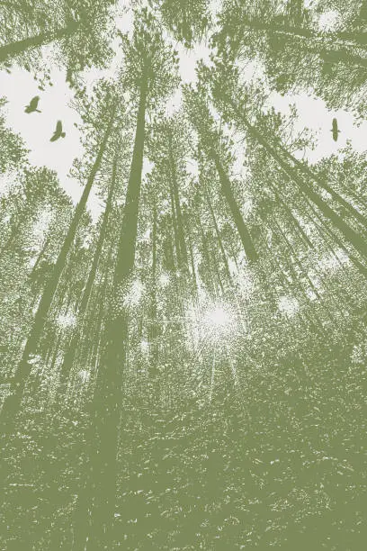 Vector illustration of Looking up at pine forest