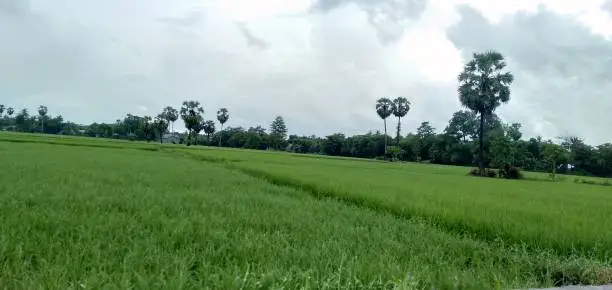 Ricefield in Indonesia, south sulawesi, Gowa regency, South bontompo, in January 2021