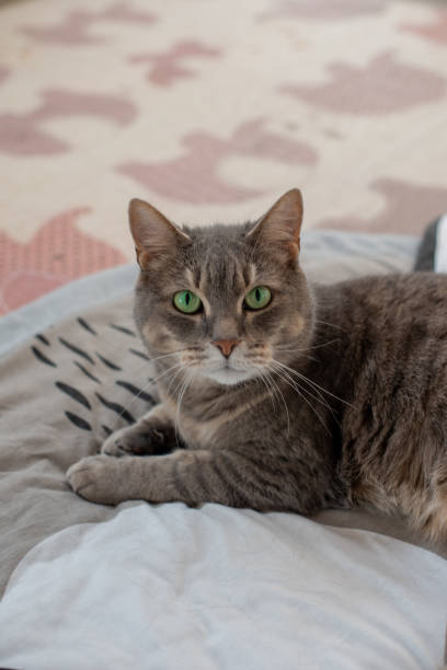 istock Close up shot of cat staring ahead 1296796175