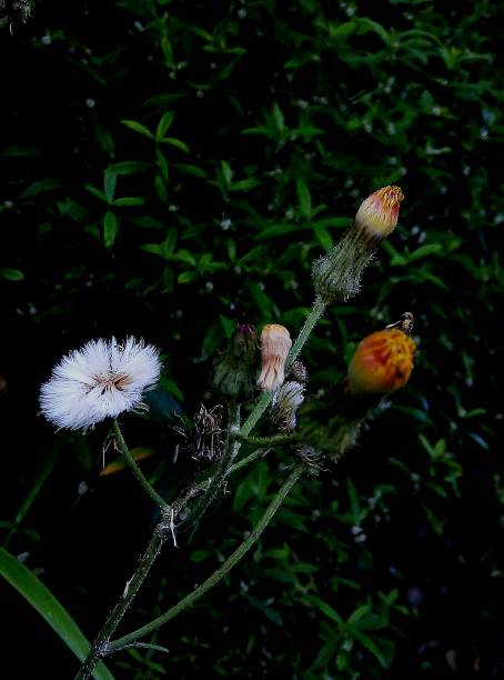close up - macro view of ironweed - vernonia cinerea - monarakudumbiya weed in a in Sri Lanka stock photo