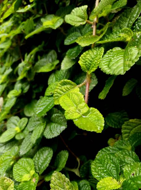 small green color plants in a wall / green background stock photo