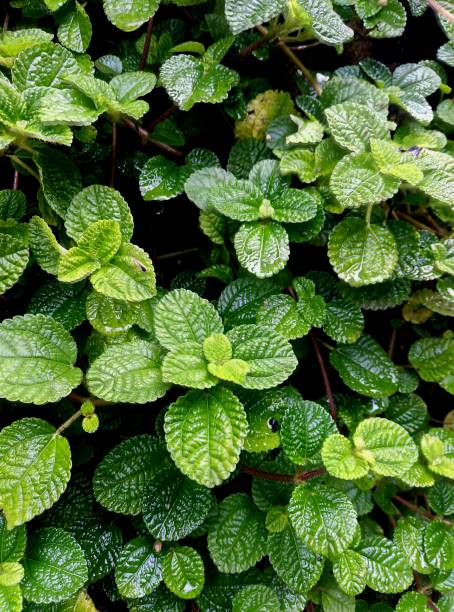 small green color plants in a wall / green background stock photo