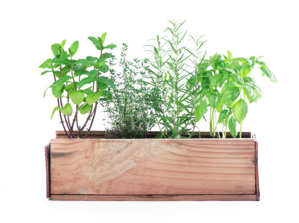 istock Fresh green kitchen herbs isolated over white background 1296798652