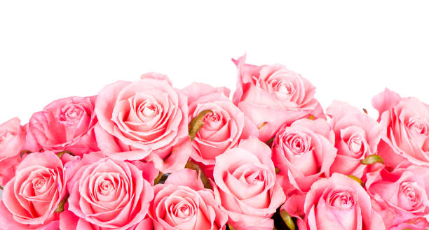 istock Pink roses isolated on the white background 1296798740