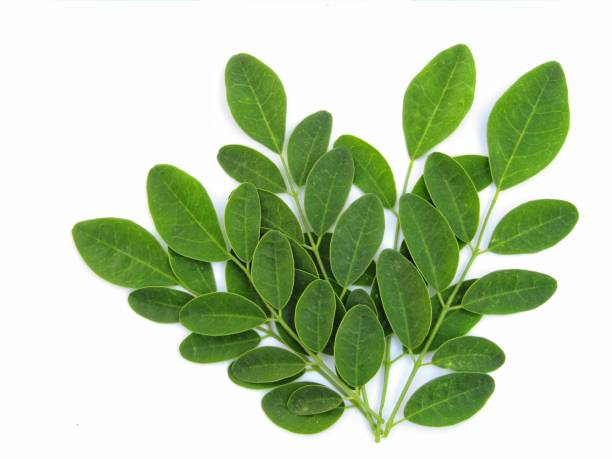 istock Moringa oleifera leaves isolated on white background 1296798814