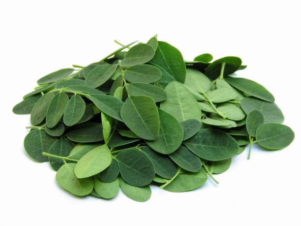 istock Moringa oleifera leaves isolated on white background 1296798816