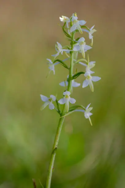 Platanthera bifolia white wild lesser butterfly-orchid flowers in bloom, beautiful meadow flowering orchids plants in green grass