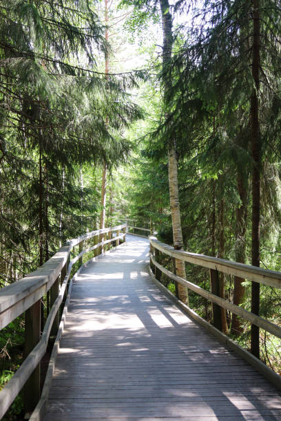 istock Wooden boardwalk through the forest 1296800612
