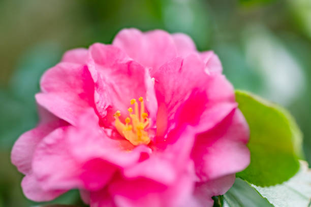 Beautiful red camellia flowers