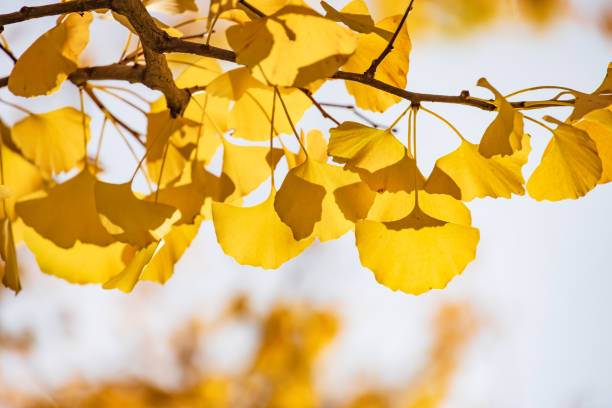 istock Ginkgo with beautiful autumn leaves 1296801485
