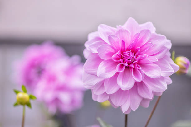 Double-flowered emperor Dahlia with beautiful pink color