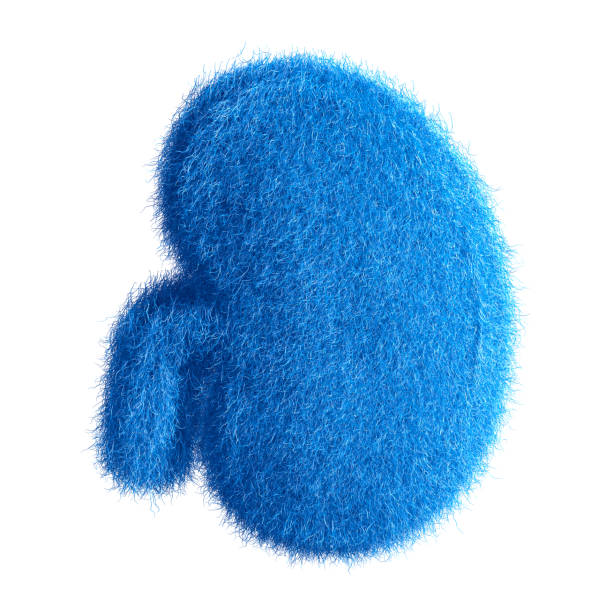 istock Kidney made from fur, fur font, 3d alphabet. 3d illustration. 1296802106