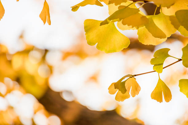 istock Ginkgo with beautiful autumn leaves 1296802148