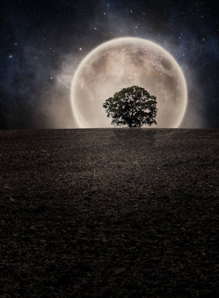 istock Tree silhouette on field horizon again shine moon and night cloudy sky with stars. Photo manipulation 1296802428