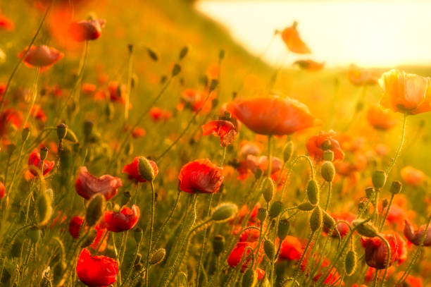 istock Field of red poppies in bright evening light 1296803352