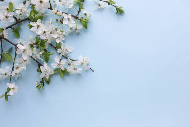 istock blossoming cherry branch and space for text. congratulation. invitation 1296804174