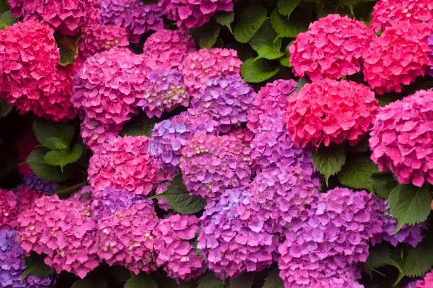 Pink and purple hydrangeas in the sunlight, green leaves, full frame view.  Galicia, Spain.