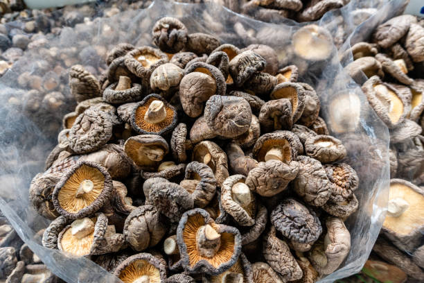 dried shiitake japanese mushroom - shiitake mushroom edible mushroom mushroom dry imagens e fotografias de stock