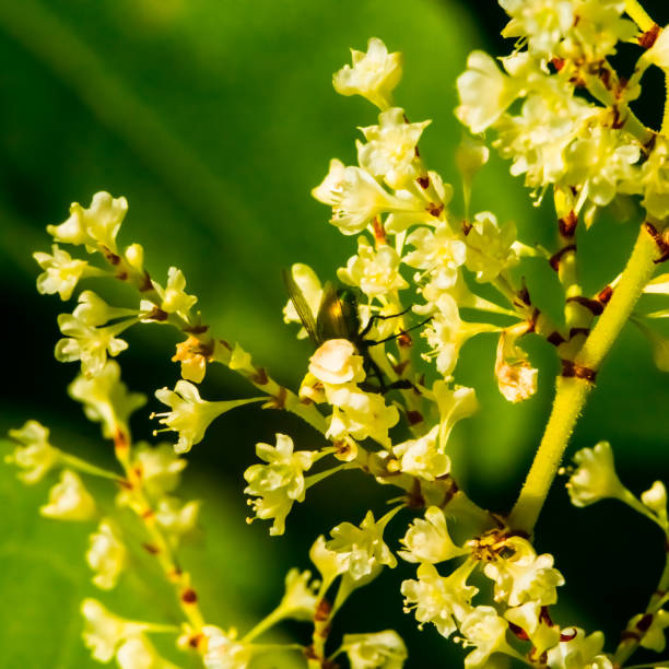 istock Yellow inflorescences, green background 1296808581