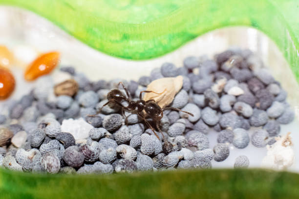 istock Brown ant Messor Structor on poppy seeds 1296808860