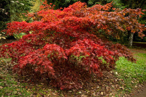 istock Autumn colour at Batsford arboretum 1296811151
