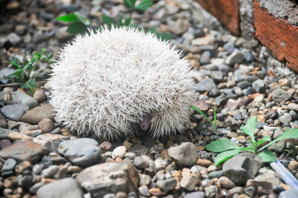The cinnicot porcupine is a popular pet. This type of porcupine is the result of cross-breeding between cinnamon and apricot species. These mini porcupine eat everything, or are called omnivores.