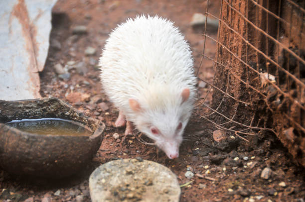 istock The cinnicot porcupine 1296811961