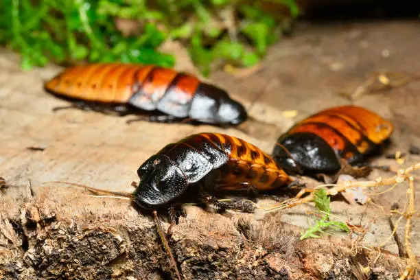 Photo of Madagascar hissing cockroach, Gromphadorhina portentosa, one of the largest species reaching 5 to 7.5 centimetres