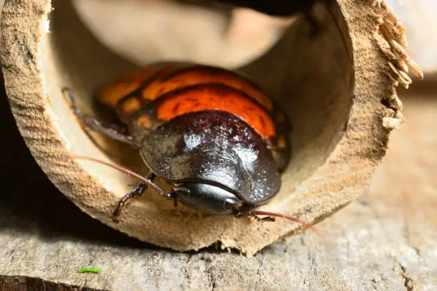 Photo of Madagascar hissing cockroach, Gromphadorhina portentosa, one of the largest species reaching 5 to 7.5 centimetres