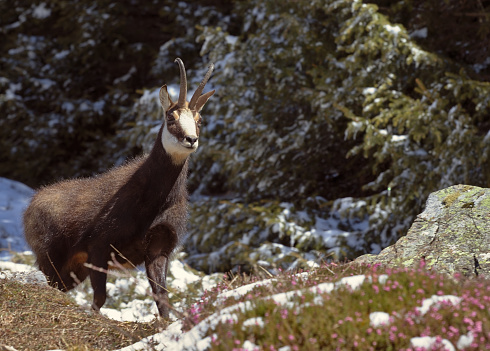 Alpine chamois or Rupicapra rupicapra with spring flowers and melting snow in spring.