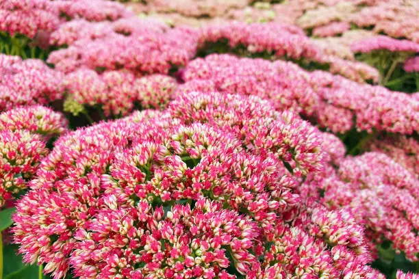 Hylotelephium or Sedum Herbstfreude or Stonecrop Autumn Joy. Red flowers a lot. Close up.