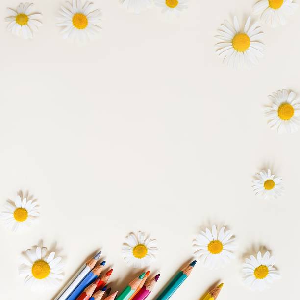 istock Colored pencils and camomiles on a white background. Top view, flower frame / border . Empty space for text or product. Lifestyle, mockup. Square photography. 1296816057