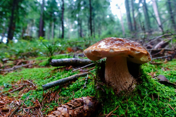 istock beautiful mushroom covered with green moss in the forest 1296817362