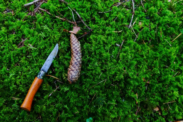 istock knife near a pinecone on the green moss 1296817387
