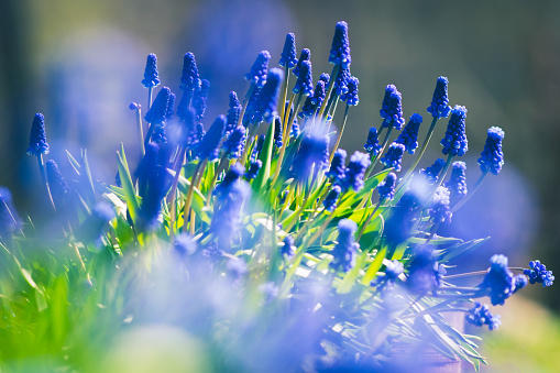 Blue hyacinth flowers on green meadow background. Hyacinthus plants in bloom