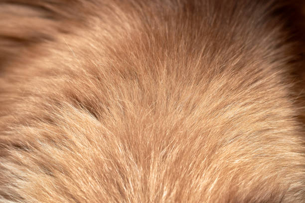 istock texture of fluffy gray fur. close-up, macro 1296818574
