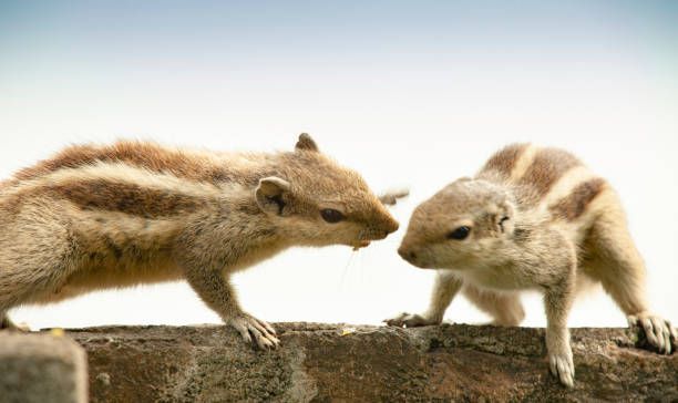 Photo of Chipmunks eat and fight for food.