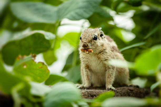 Chipmunk with food in its mouth.