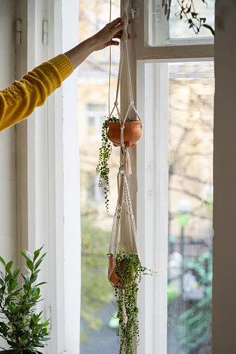 Woman holding handmade cotton macrame plant hanger hanging from the window in living room. Love for indoor plants, a hobby.